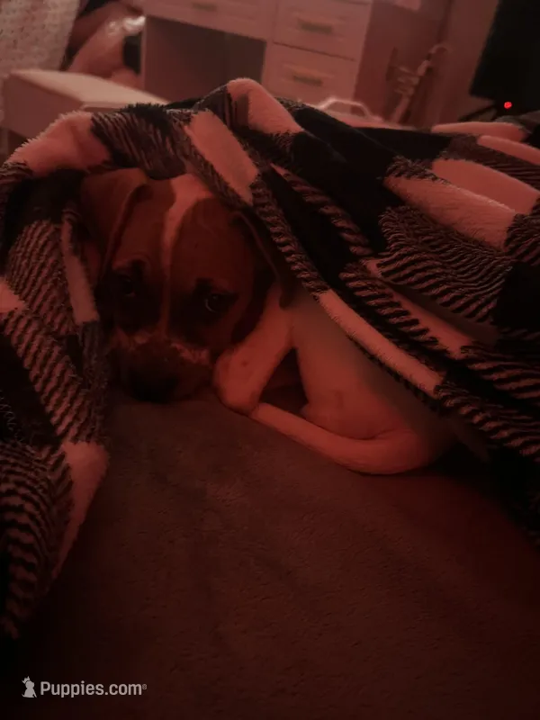 Sugar  – Boxer puppy for sale in Danville, IL