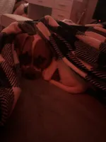 Sugar , a female Boxer for sale in Danville, IL – Photo 1 of 5