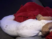 Sugar , a female Boxer for sale in Danville, IL – Photo 5 of 5