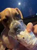 Sugar , a female Boxer for sale in Danville, IL – Photo 2 of 5