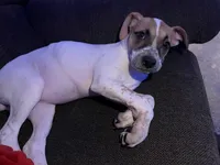 Sugar , a female Boxer for sale in Danville, IL – Photo 4 of 5