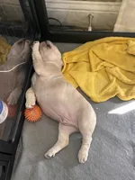 Ace, a male French Bulldog for sale in Canton, TX – 5 of 7