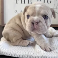 Birdie , a female French Bulldog for sale in Canton, TX – 3 of 6