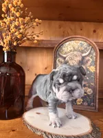 Fore, a female French Bulldog for sale in Canton, TX – 6 of 6