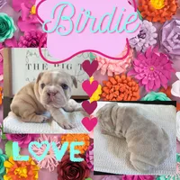 Birdie , a female French Bulldog for sale in Canton, TX – 2 of 6