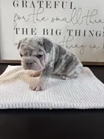 Augusta , a female French Bulldog for sale in Canton, TX – 5 of 6