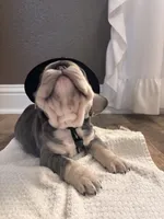 Fore, a female French Bulldog for sale in Canton, TX – 4 of 6