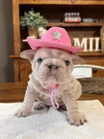 Birdie , a female French Bulldog for sale in Canton, TX – 6 of 6
