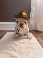 Ace, a male French Bulldog for sale in Canton, TX – 7 of 7