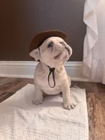 Ace, a male French Bulldog for sale in Canton, TX – 3 of 7