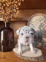 Augusta , a female French Bulldog for sale in Canton, TX – 3 of 6