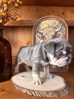 Fore, a female French Bulldog for sale in Canton, TX – 3 of 6