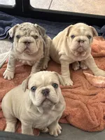 Birdie , a female French Bulldog for sale in Canton, TX – 5 of 6