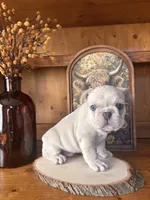 Ace, a male French Bulldog for sale in Canton, TX – 4 of 7