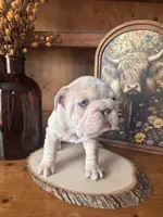 Birdie , a female French Bulldog for sale in Canton, TX – 4 of 6