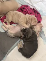 Fore, a female French Bulldog for sale in Canton, TX – 5 of 6