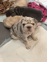 Augusta , a female French Bulldog for sale in Canton, TX – 4 of 6