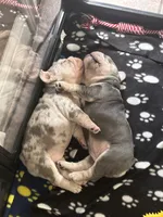 Augusta , a female French Bulldog for sale in Canton, TX – 2 of 6