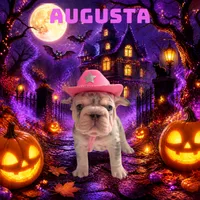 Augusta , a female French Bulldog for sale in Canton, TX – 1 of 6