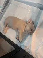 Ace, a male French Bulldog for sale in Canton, TX – 6 of 7