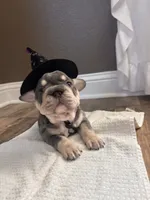 Fore, a female French Bulldog for sale in Canton, TX – 2 of 6