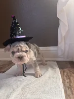 Augusta , a female French Bulldog for sale in Canton, TX – 6 of 6