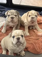 Ace, a male French Bulldog for sale in Canton, TX – 2 of 7