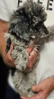 Luna, a female Miniature Aussiedoodle for sale in Georgetown, OH – 3 of 3