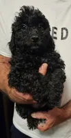 Archie, a male Miniature Aussiedoodle for sale in Georgetown, OH – 2 of 4