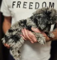 Luna, a female Miniature Aussiedoodle for sale in Georgetown, OH – 2 of 3