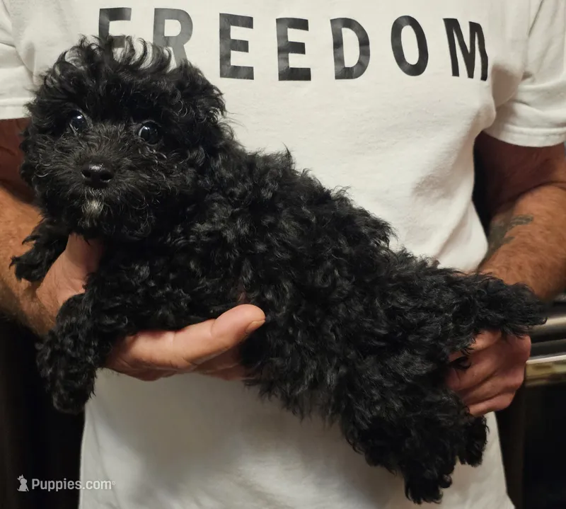 Mabel – Miniature Aussiedoodle puppy for sale in Georgetown, OH