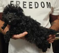 Mabel, a female Miniature Aussiedoodle for sale in Georgetown, OH – 2 of 3