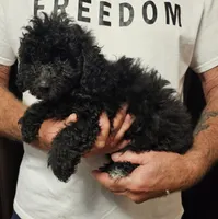 Archie, a male Miniature Aussiedoodle for sale in Georgetown, OH – 3 of 4