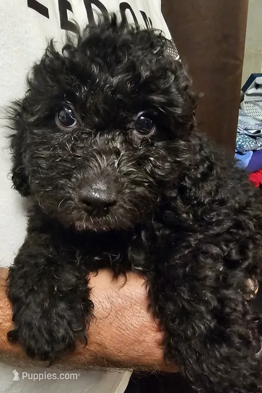 Archie – Miniature Aussiedoodle puppy for sale in Georgetown, OH
