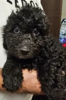 Archie, a male Miniature Aussiedoodle for sale in Georgetown, OH – 1 of 4