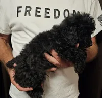 Archie, a male Miniature Aussiedoodle for sale in Georgetown, OH – 4 of 4