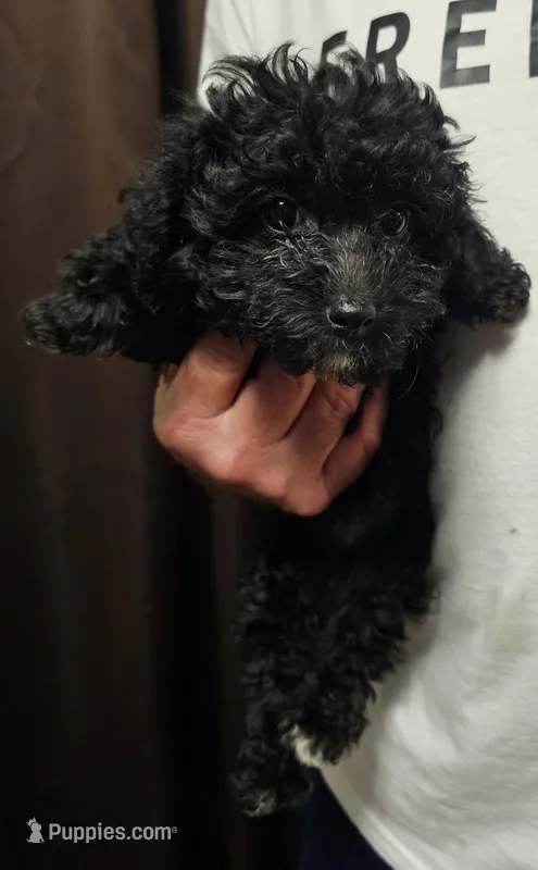 Mabel – Miniature Aussiedoodle puppy for sale in Georgetown, OH