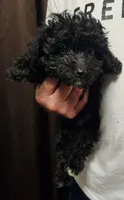Mabel, a female Miniature Aussiedoodle for sale in Georgetown, OH – 1 of 3