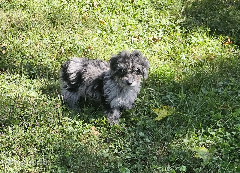 Luna – Miniature Aussiedoodle puppy for sale in Georgetown, OH