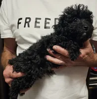 Mabel, a female Miniature Aussiedoodle for sale in Georgetown, OH – 3 of 3