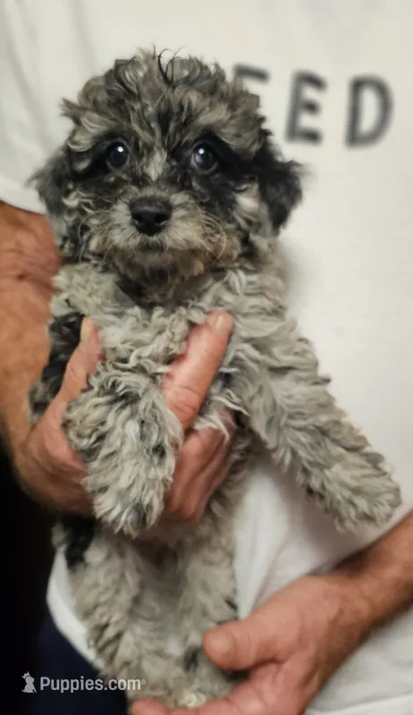 Luna – Miniature Aussiedoodle puppy for sale in Georgetown, OH