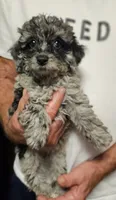 Luna, a female Miniature Aussiedoodle for sale in Georgetown, OH – 1 of 3