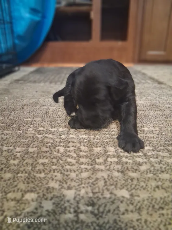 Jada – Doberman Pinscher, Labradoodle puppy for sale in Monroe, WA