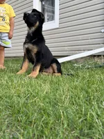 Blu, a male German Shepherd Dog for sale in Fridley, MN – 7 of 7