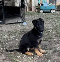 Blu, a male German Shepherd Dog for sale in Fridley, MN – 4 of 7