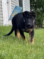 Blu, a male German Shepherd Dog for sale in Fridley, MN – 6 of 7
