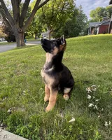 Green, a male German Shepherd Dog for sale in Fridley, MN – 3 of 6