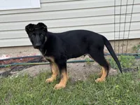 Blu, a male German Shepherd Dog for sale in Fridley, MN – 3 of 7