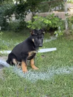 Blu, a male German Shepherd Dog for sale in Fridley, MN – 2 of 7