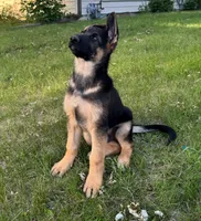 Green, a male German Shepherd Dog for sale in Fridley, MN – 5 of 6